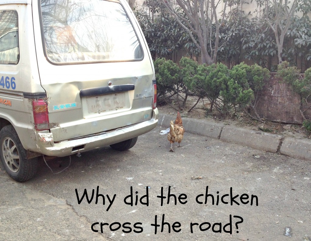 Why Did the Chicken Cross the Road? St. Louis Photographer April